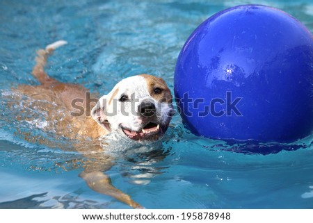 Pitbull swimming with her ball in the pool