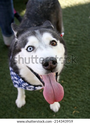 Smiling rescue dog with one blue eye and one brown eye at a rescue dog parade.