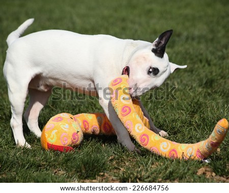 White bull terrier playing with a stuffed snake