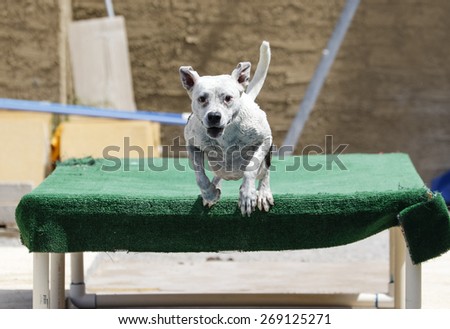 Happy dog jumping from dock into the pool