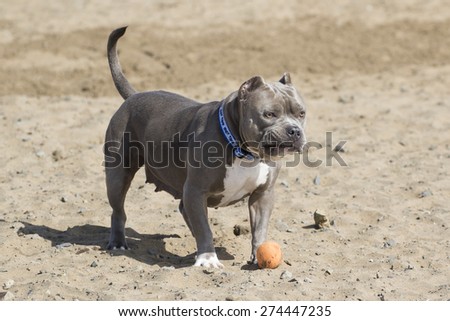 Dog in the sand at the beach with a silly look on her face
