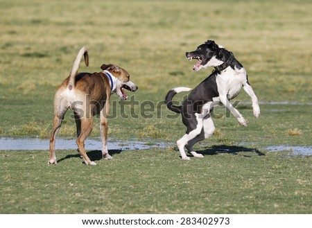 Two dogs playing at the park, one telling the other off