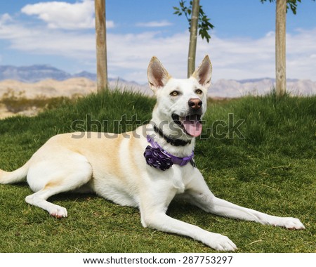 Dog laying in the grass at the park posing for her portrait on a sunny day