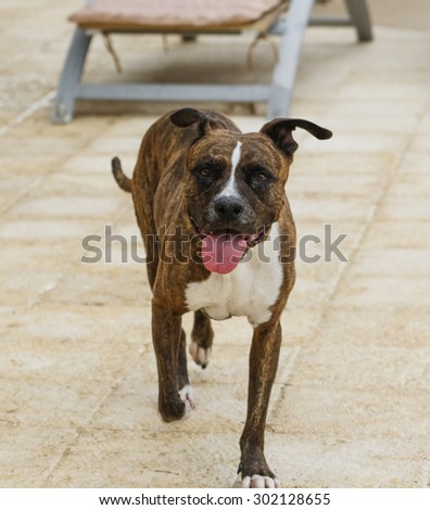 Smiling brindle dog walking around the pool deck