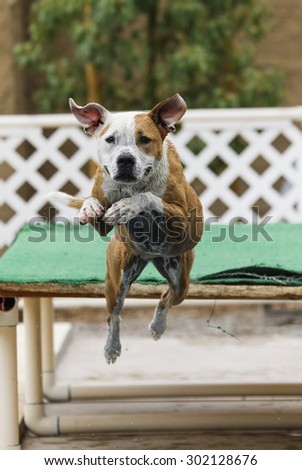 Close up of a dog jumping off a dock into the pool
