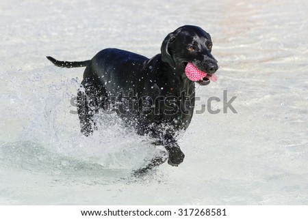 Dog running through the shallow water of a pool with a toy in his mouth