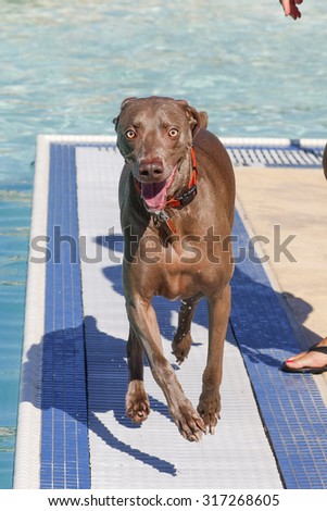 Dog running around the pool during a doggy swim day event