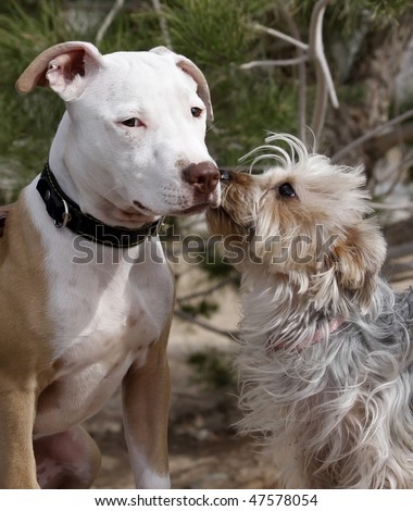 Pitbull puppy and Yorkie friend kissing