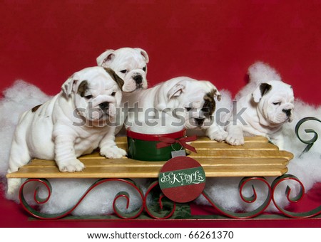 Puppies jumping on the sleigh