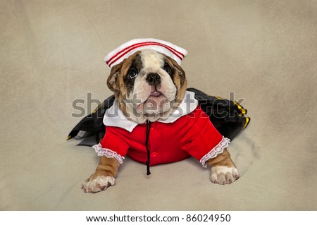 Bulldog puppy dressed in nurses or sailors suit dress