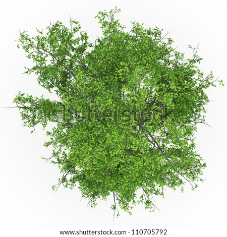 Ash Tree Top In 100mpix Stock Photo 110705792 : Shutterstock