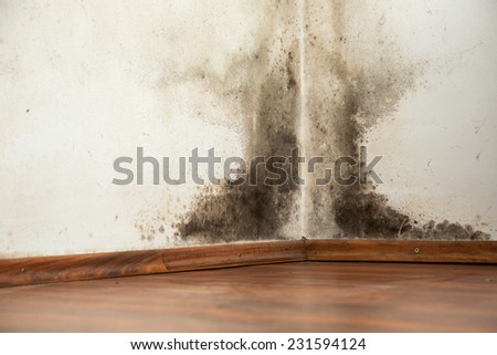 Black mold buildup in the corner of an old house 商業照片 © 