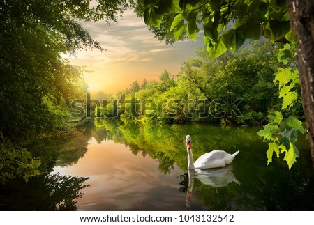 Similar – Image, Stock Photo Swan in the lake