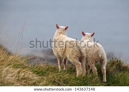 Two little sheep on coast