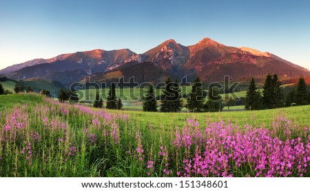 Beauty mountain panorama with flowers - Belianske Tatry