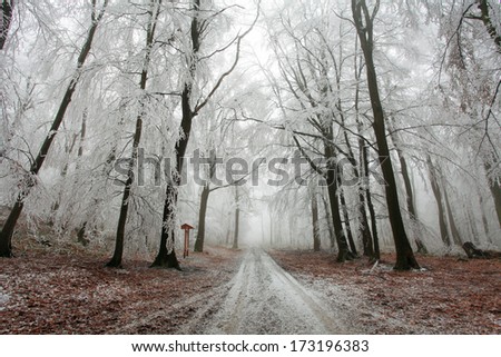 Winter forest at fog