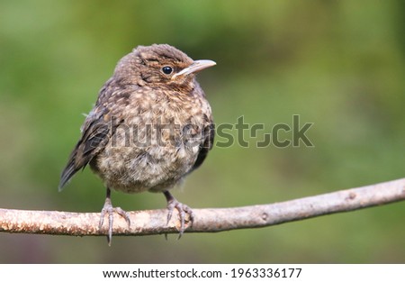 Similar – Foto Bild Junge Amsel sitzt auf Leiter und wird von Mutter mit Insekten gefüttert