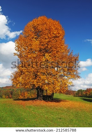 Lonely beautiful autumn tree. Autumn landscape.