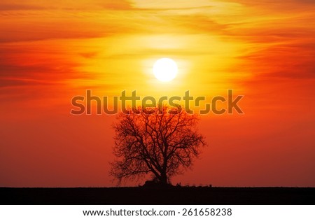 Tree silhouette with sun and red orange yellow sky