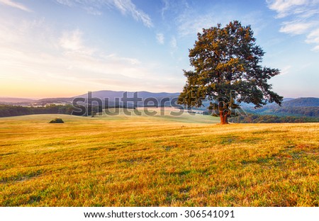 Spring landscape with tree and sun