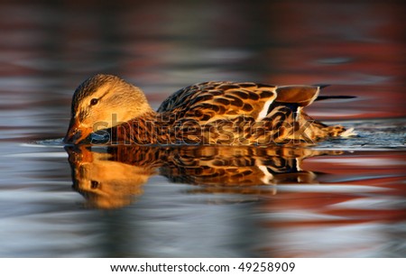 Female duck on a calm lake in early morning