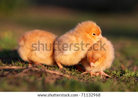 Three Easter chickens. Yellow chickens\' gang