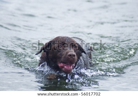 Happy Labrador swimming in the ocean in western Washington