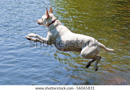 Yellow Labrador Retriever jumping into the water at a dog park.