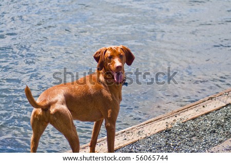 Vizsla standing happily next to the water at a dog park on a beautiful sunny day.