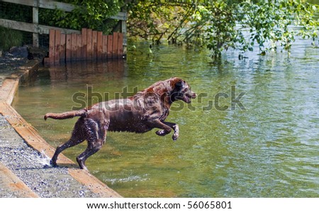 Chocolate Labrador Retriever jumping in the water at a dog park on a beautiful sunny day.