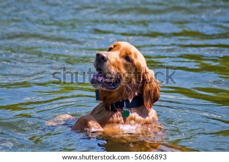 Golden Retriever sitting up right in water waiting for his owner to throw the ball for him.
