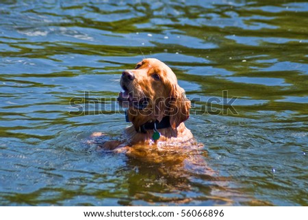 Golden Retriever sitting up right in water waiting for his owner to throw the ball for him.