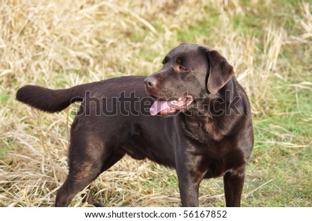 Cute Chocolate Lab standing in grassy field