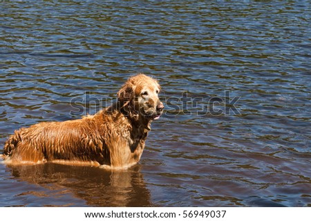 Golden Retriever standing in the crystal clear waters of Lodge Lake in western Washington on a beautiful sunny day.