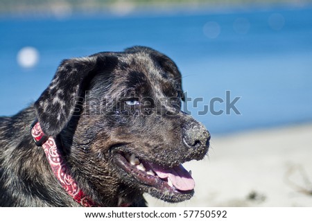 Young dog with different color eyes playing at the beach by the ocean water on a beautiful sunny day.