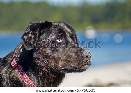 Young dog with different color eyes playing at the beach by the ocean water on a beautiful sunny day.