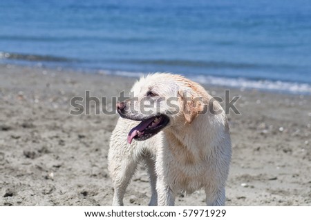 Adorable yellow Lab at the beach by the ocean shore on a sunny summer day.
