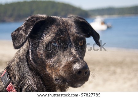 Adorable dog with different color eyes standing on a beach next to the ocean water on a beautiful sunny day.