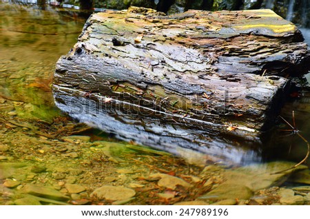 isolated trunk into the water