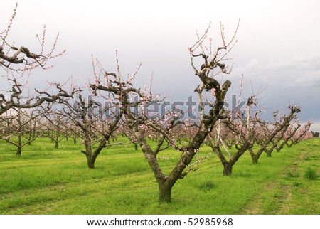 field with peach blossom under blue sky