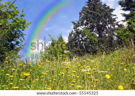 flowery meadow under the rain with rainbow