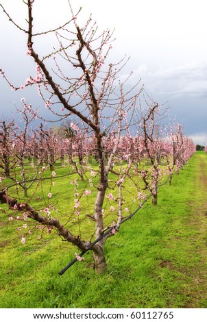 irrigation to a field of peach trees