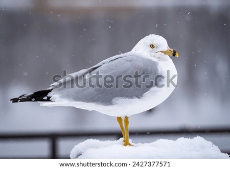 Similar – Foto Bild Die Möwe sitzt auf einem Dach und genießt die tiefstehende Sonne