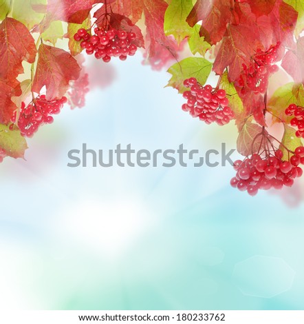 Autumn leaves and berries on sky background