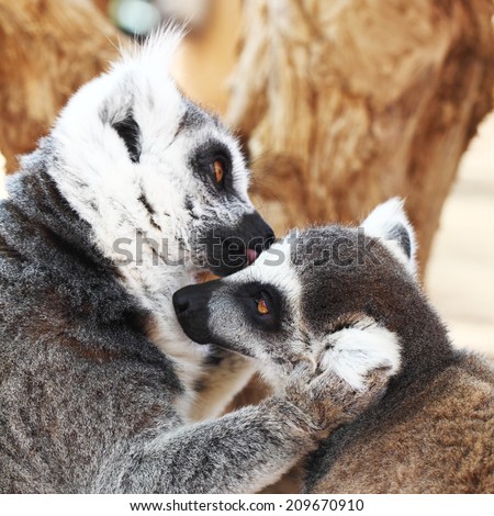 Ring-tailed lemurs monkey (Lemur catta) - kiss, animal love concept
