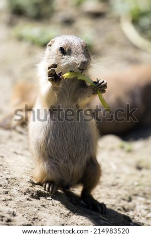Funny Prairie Dog eating vegetables.