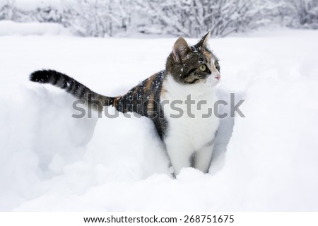 Domestic cat having fun in the fresh snow.