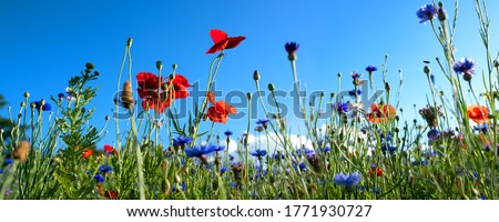 Similar – Image, Stock Photo poppies, cornflowers, blue sky, what more could you want?