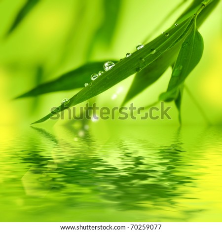 Bamboo leaves with water drops on a white background
