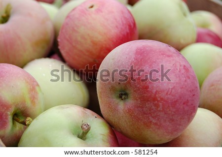 Collecting apples